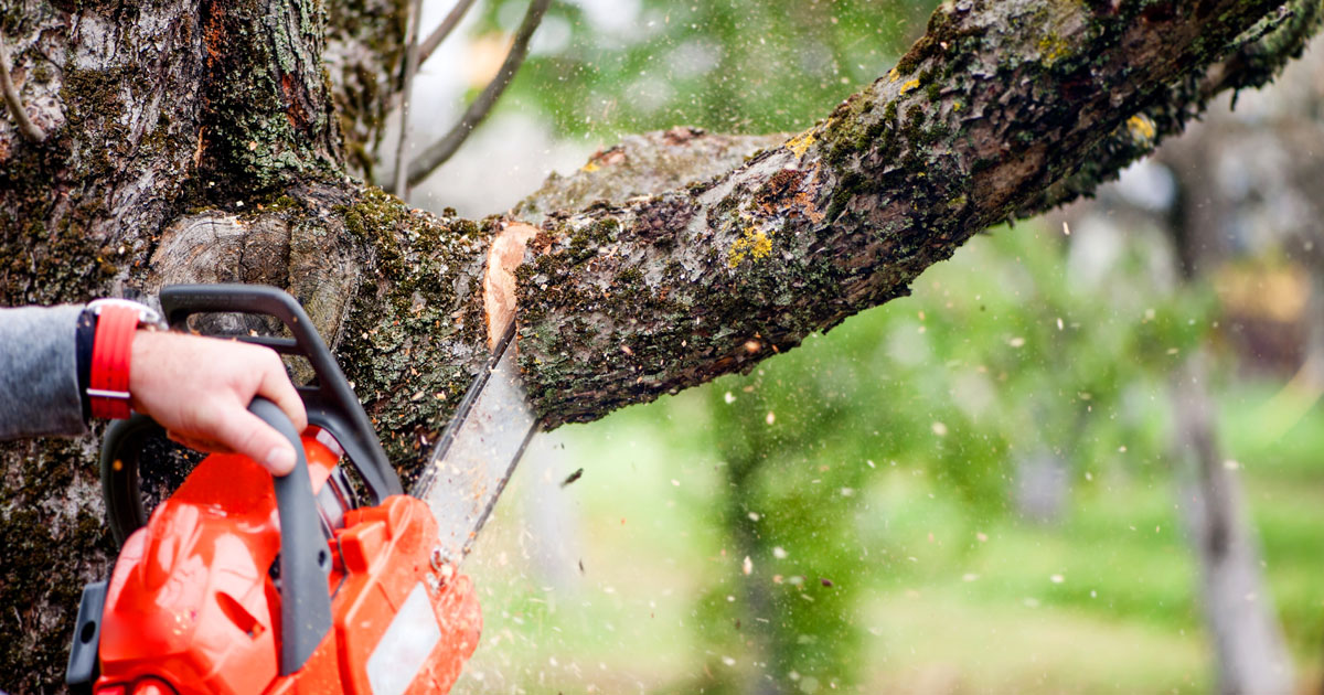 Tree Cutting Services, Richland WA