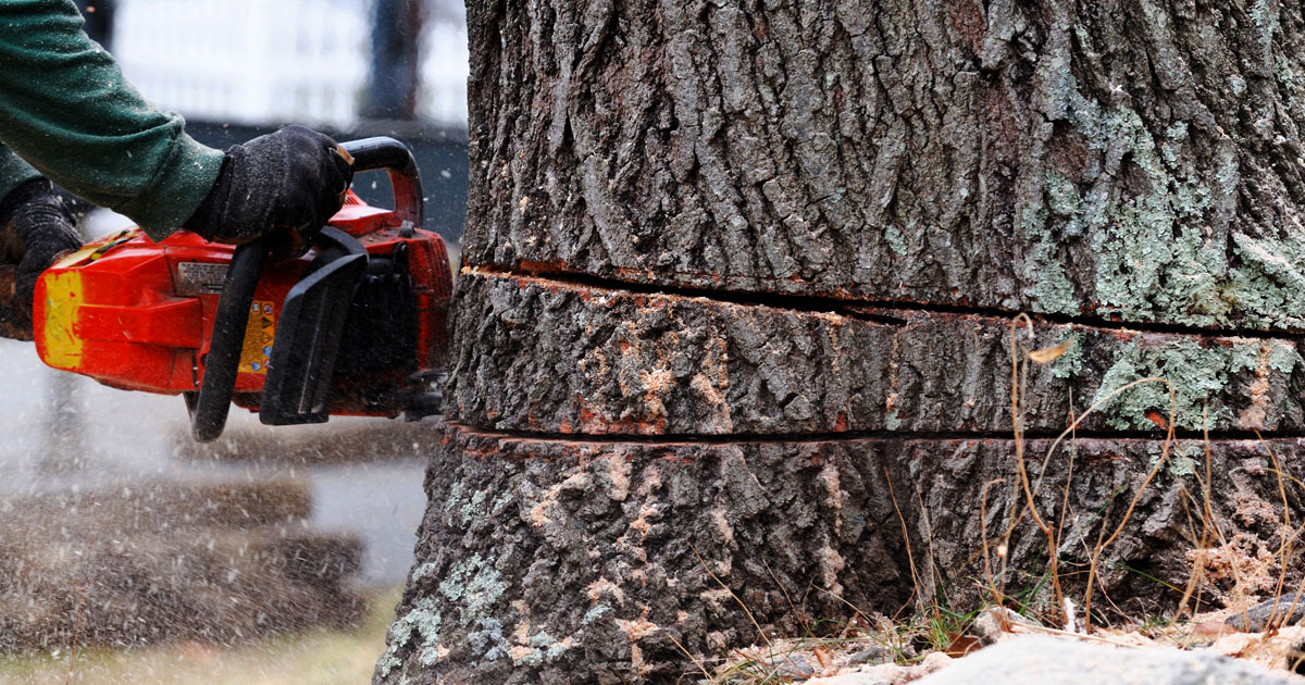 Tree Removal, chainsaw cutting tree